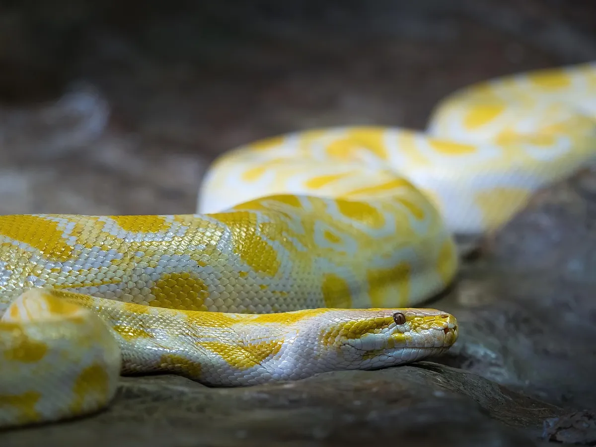 알비노 버마시 Python, 버마시 Python, 자연, 사자, 동물, 천연, 파이썬, 리소비, 포르투갈