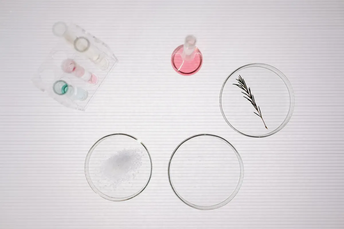 Top view of petri dishes with samples in a scientific laboratory setting.