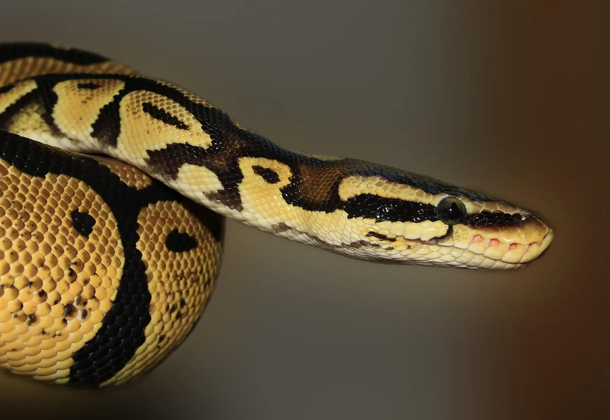 snake, python, animal, ball python, royal python, python regius, reptile, wildlife, fauna, wilderness, nature, close up, animal world, wildlife photography, sna