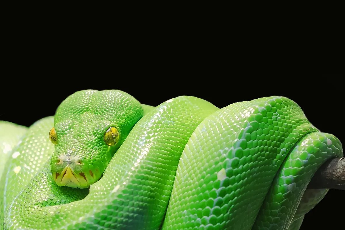 蛇、Python、蛇、鱗片、無肢、鱗膚、爬行動物、綠色蛇、綠色樹蟒、樹蟒、綠色、有毒、毒蛇
