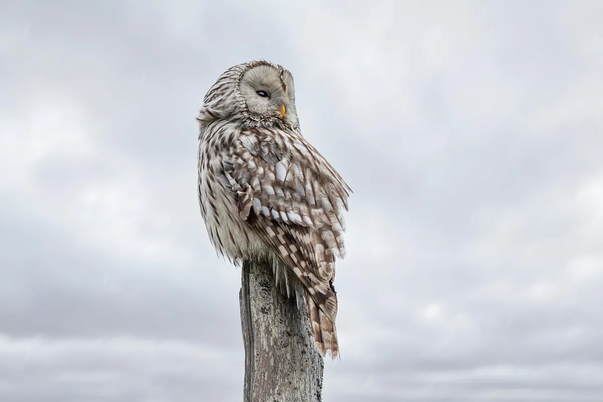 bird, owl, ornithology, species, animal, avian, fauna, ural owl, bird of prey, feathers, plumage, beak, bill, nature, wildlife