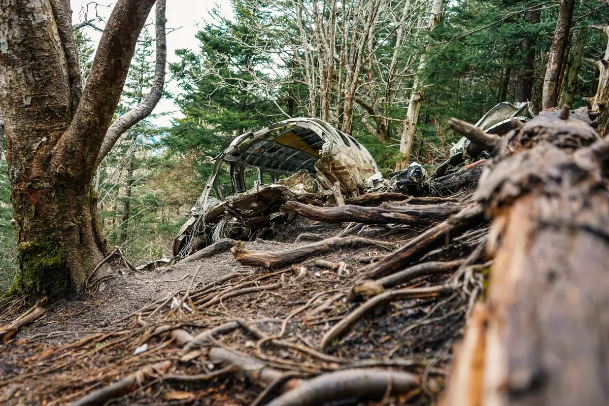 Remnants of a plane crash surrounded by dense forest, highlighting nature's reclaiming process.
